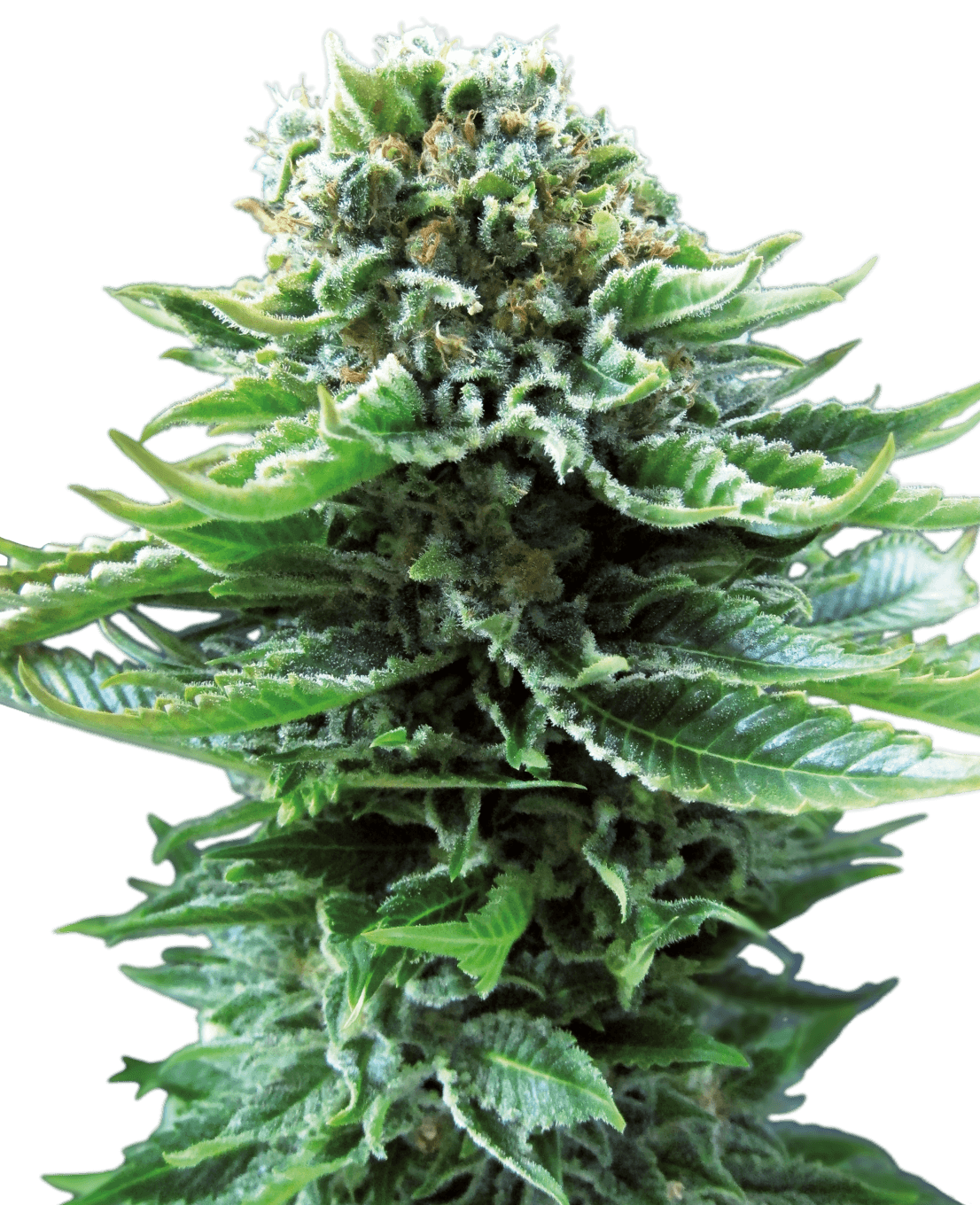 Northern Lights Automatic Seeds