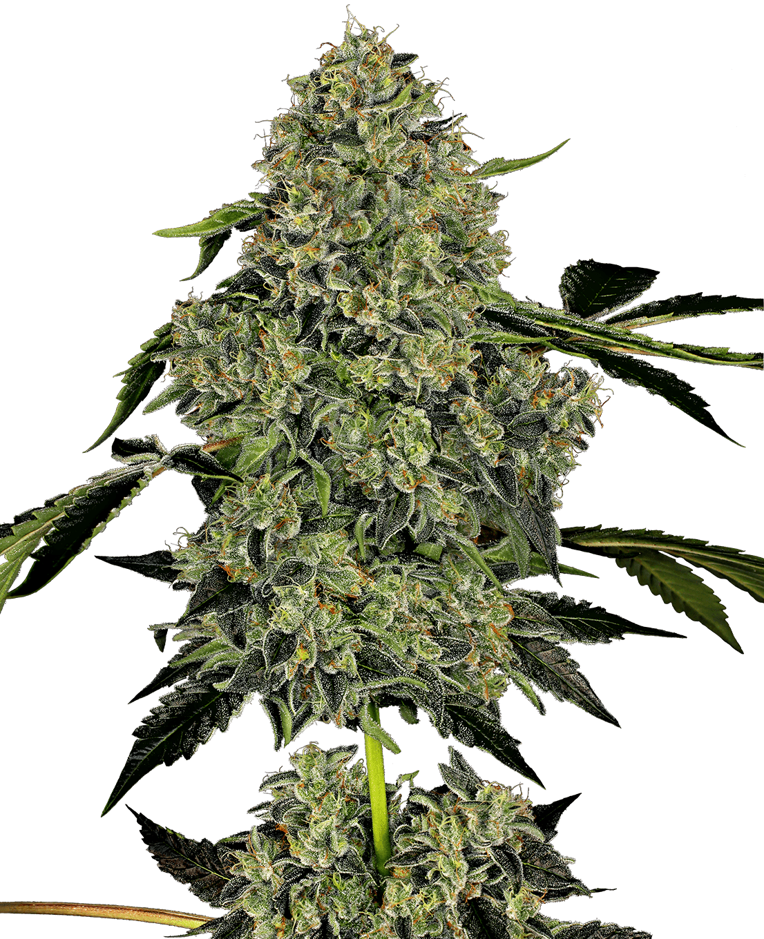 OG Kush Automatic Seeds by White Label