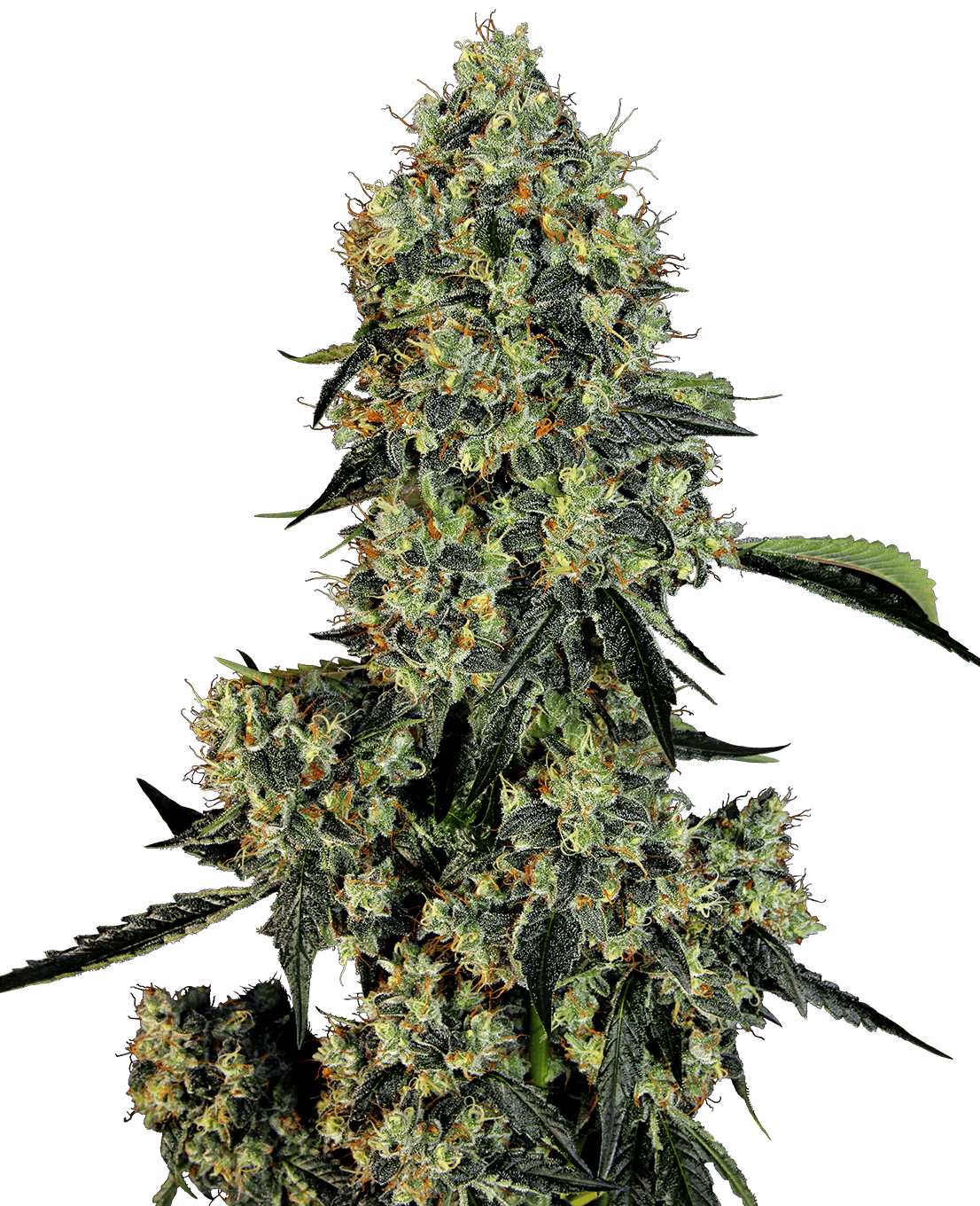 OG Kush Feminized Seeds by White Label