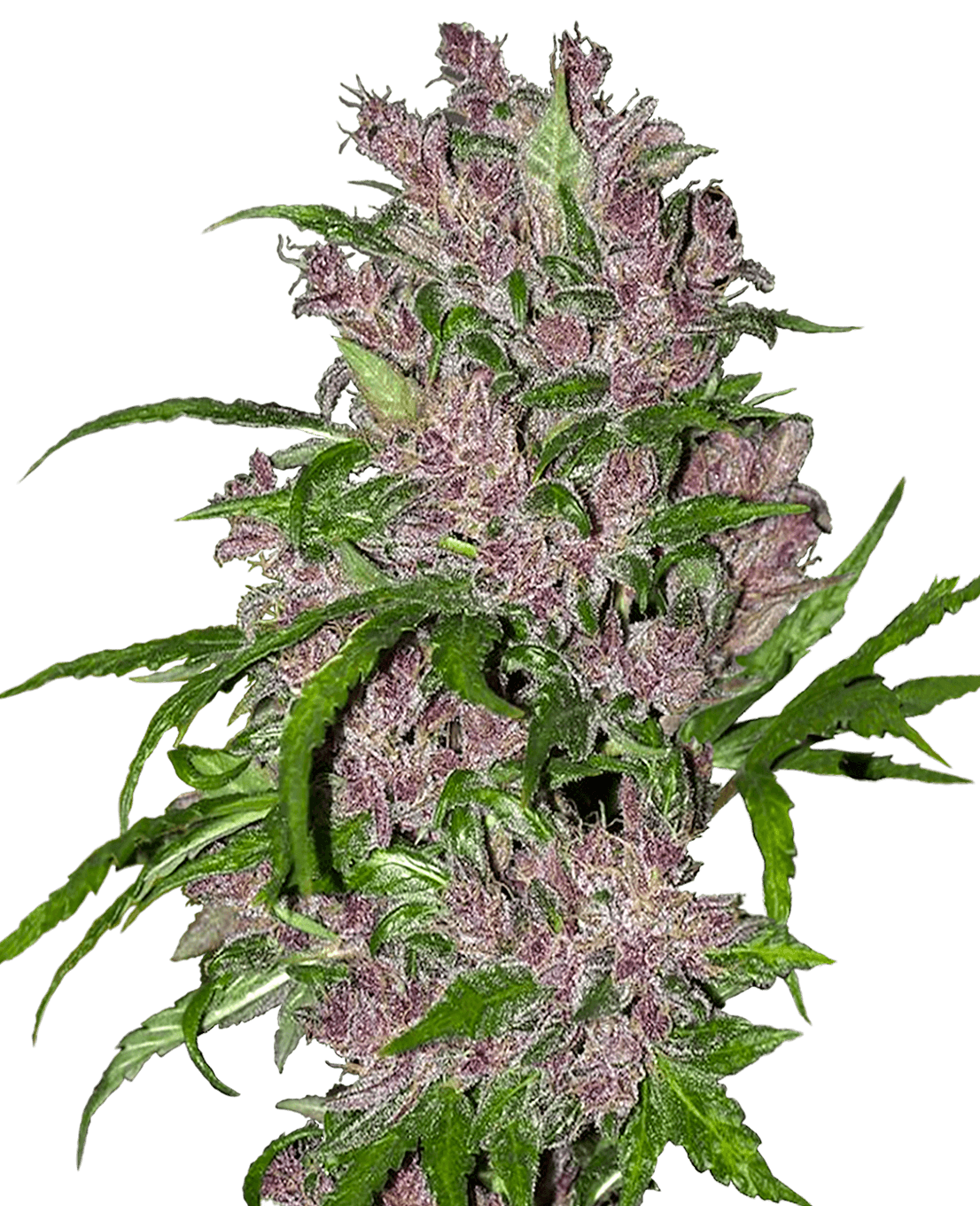 Purple Bud Automatic Seeds by White Label