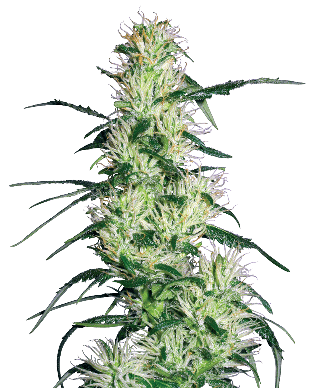 Purple Haze Feminized Seeds by White Label