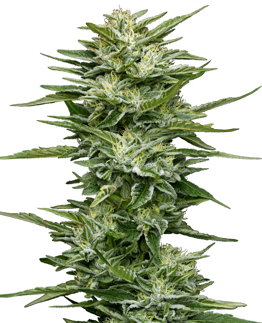 Pineapple Kush Cake Automatic Seeds
