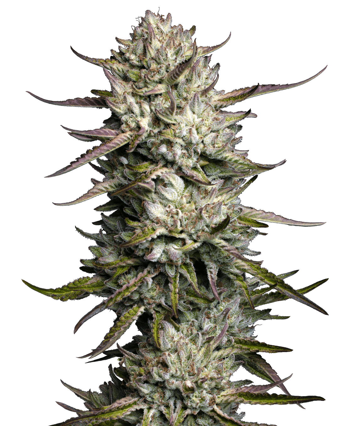 Purple Berry Muffinz Feminized Seeds