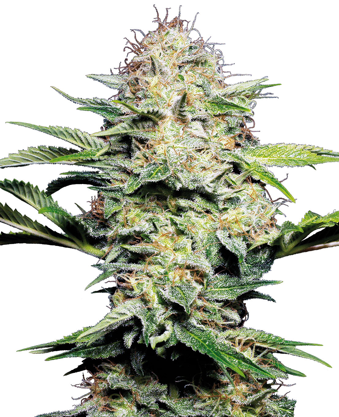 Sensi Skunk Automatic Seeds