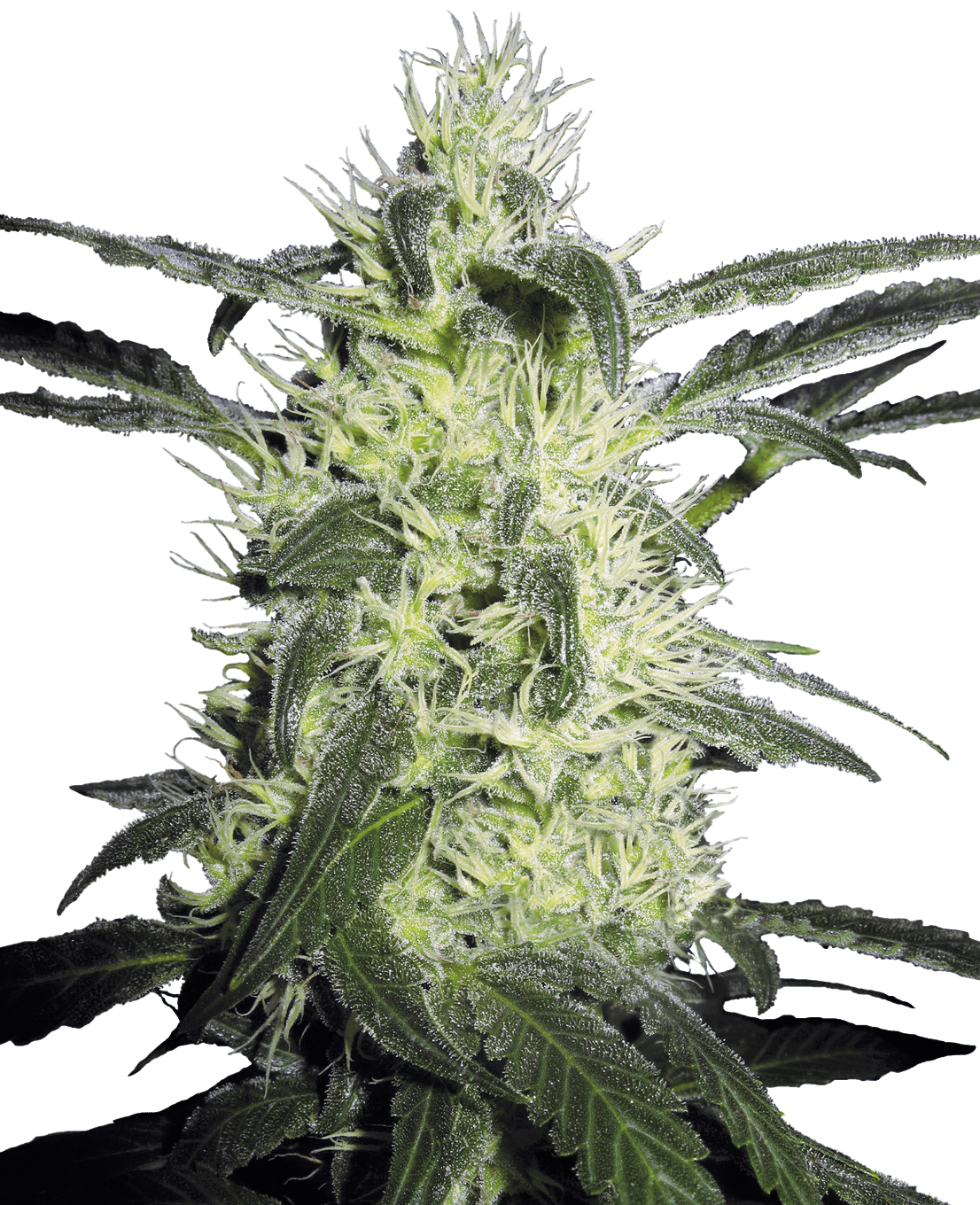 Silver Haze Feminized Seeds