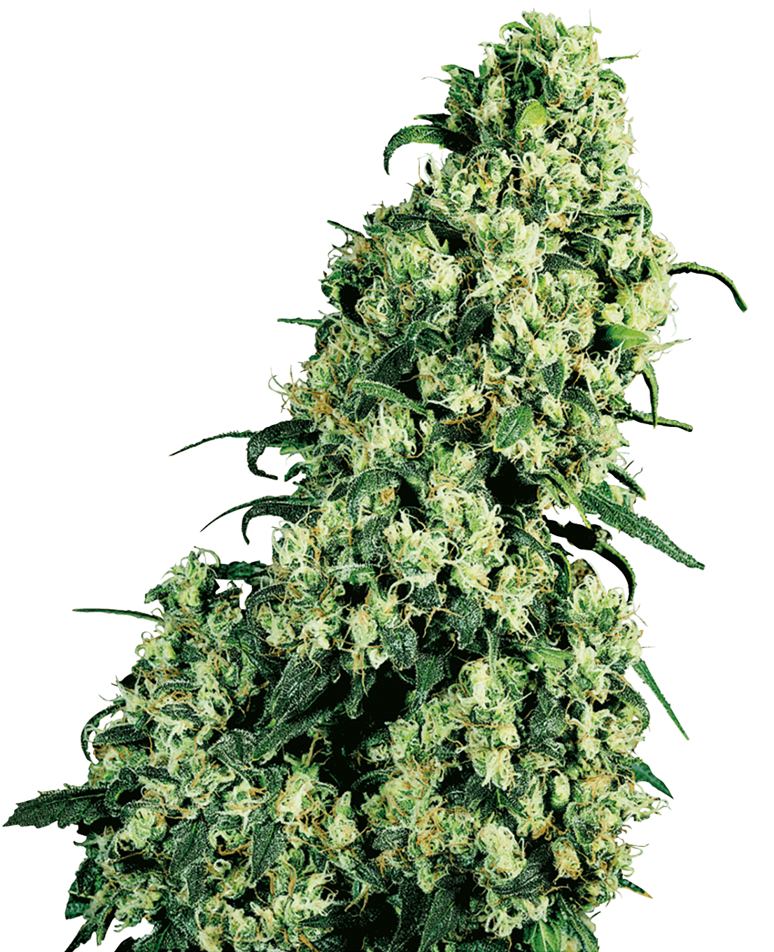 Skunk #1 Feminized Seeds