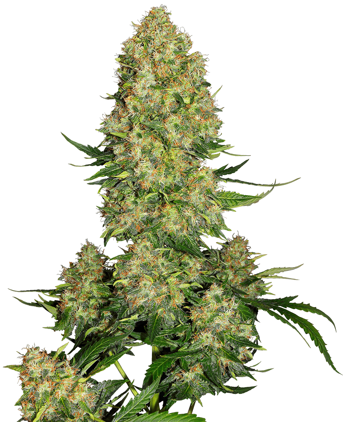 Skunk #1 Automatic Seeds