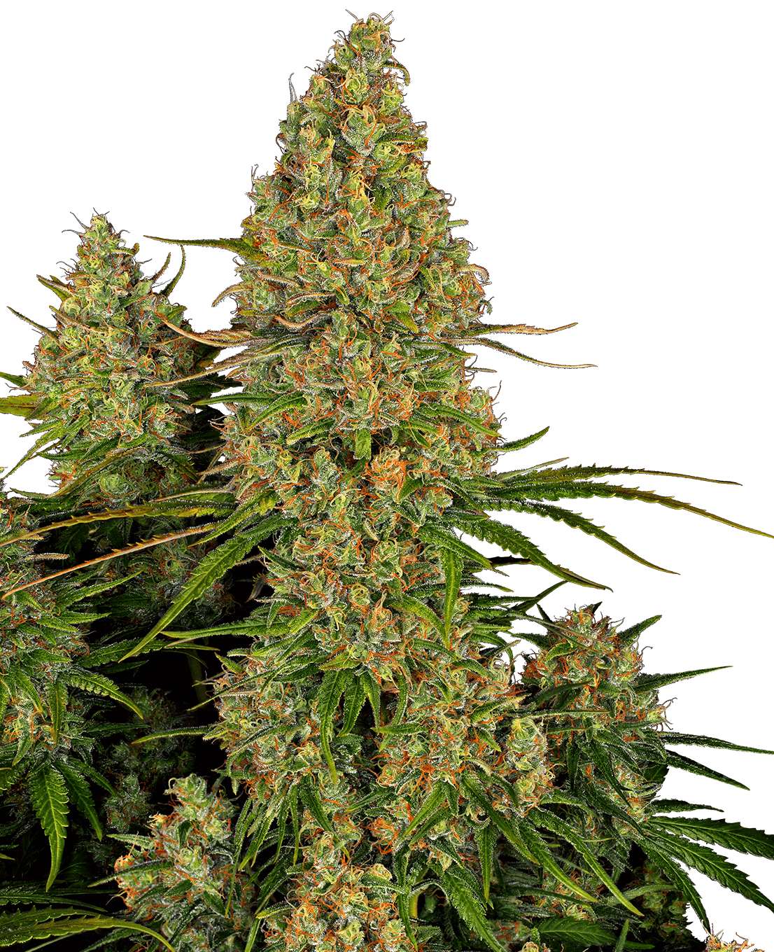 Sticky Orange XXL Automatic Seeds
