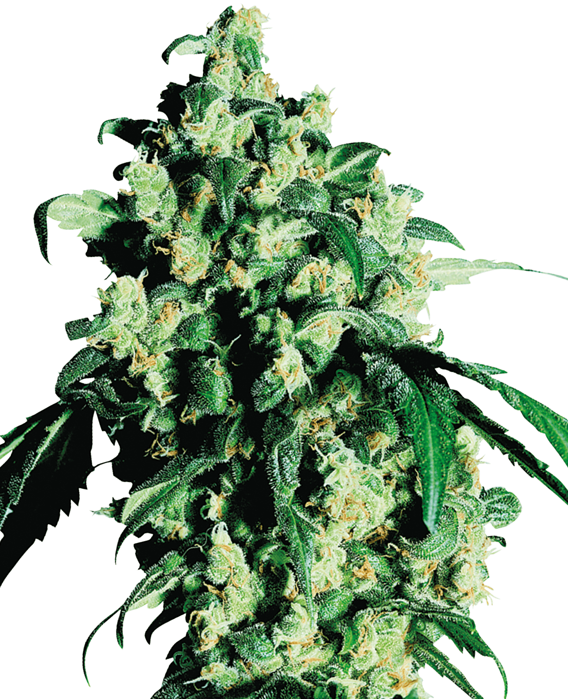 Super Skunk Feminized Seeds