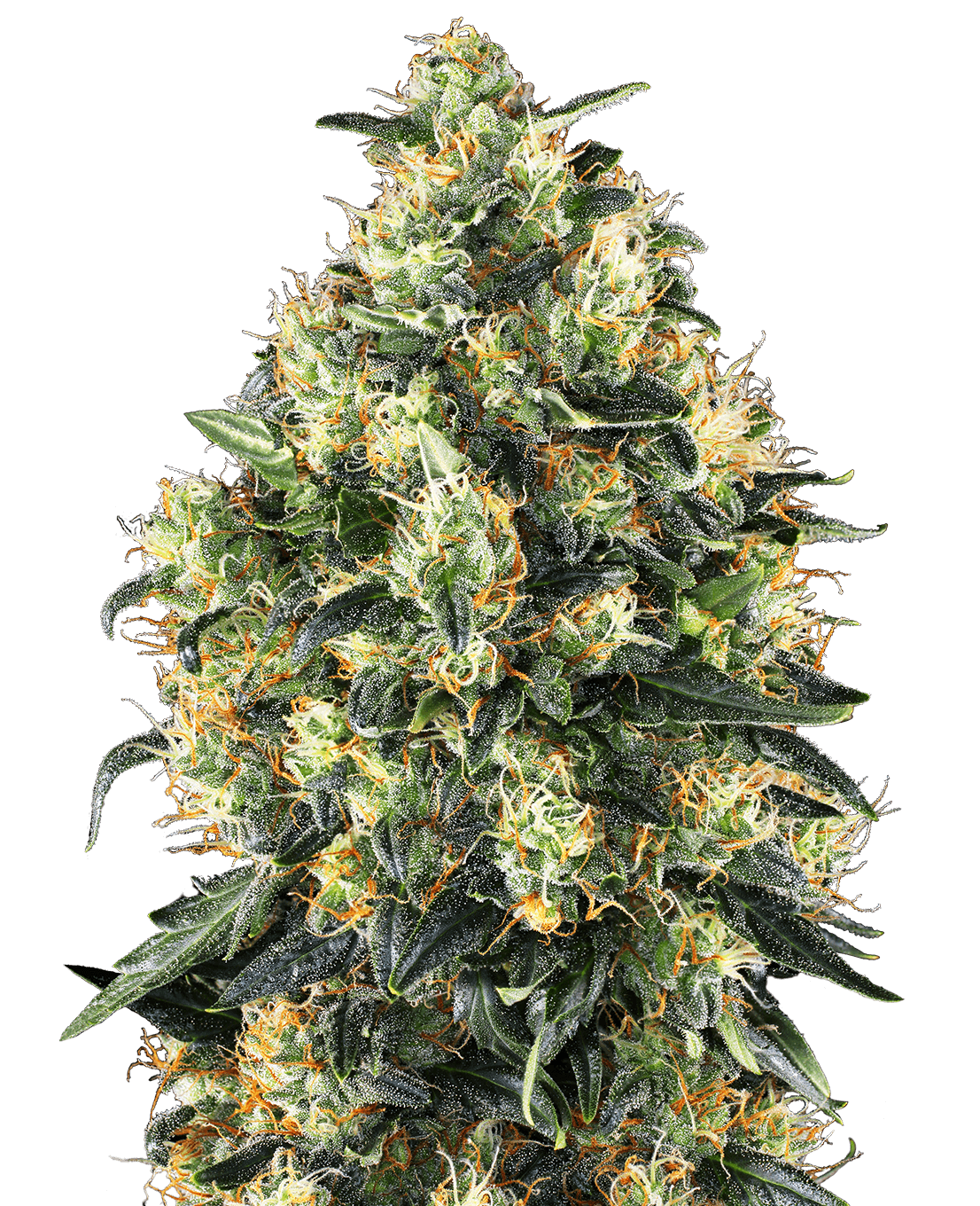 Super Skunk Automatic Seeds