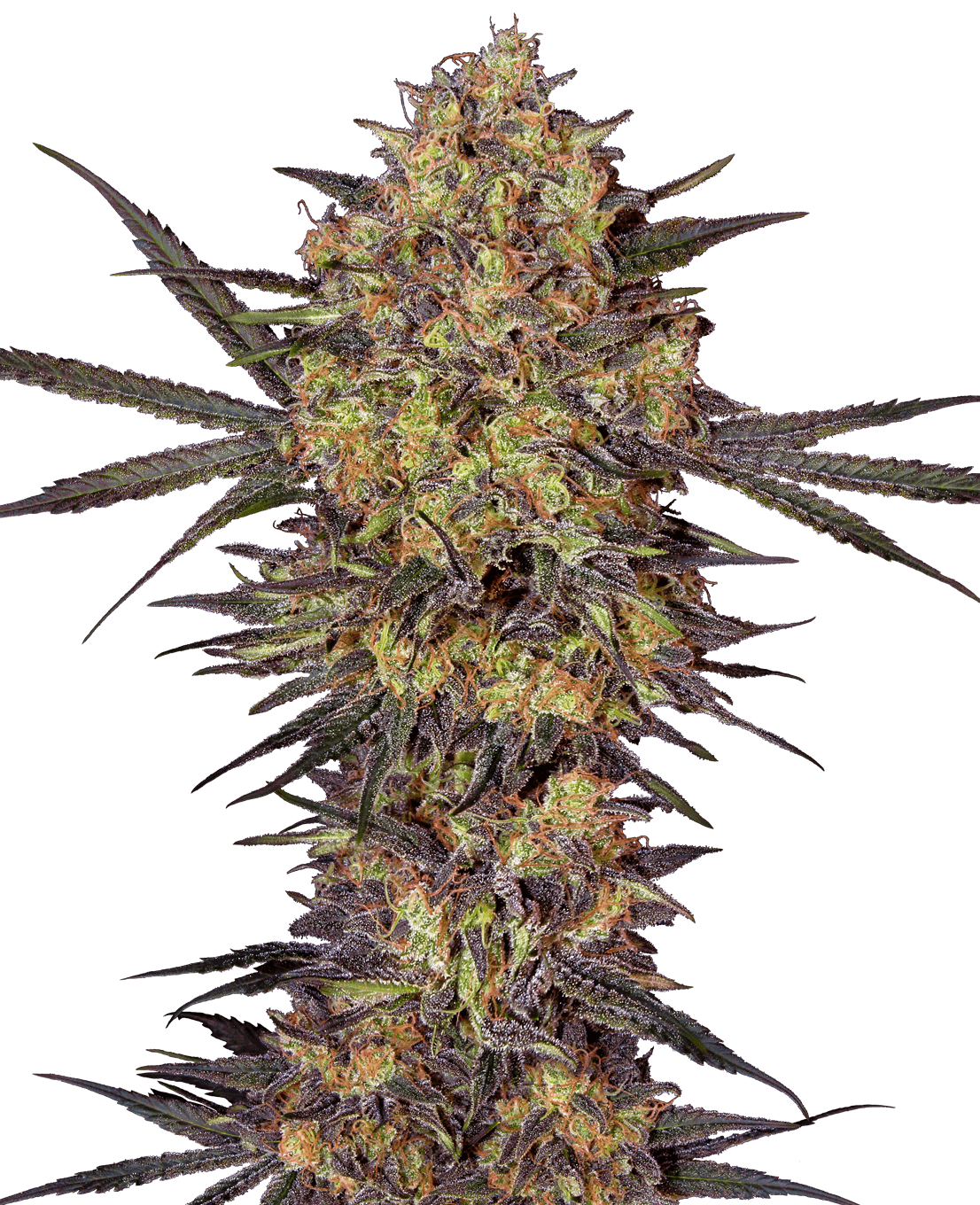 The Bird Feminized Seeds