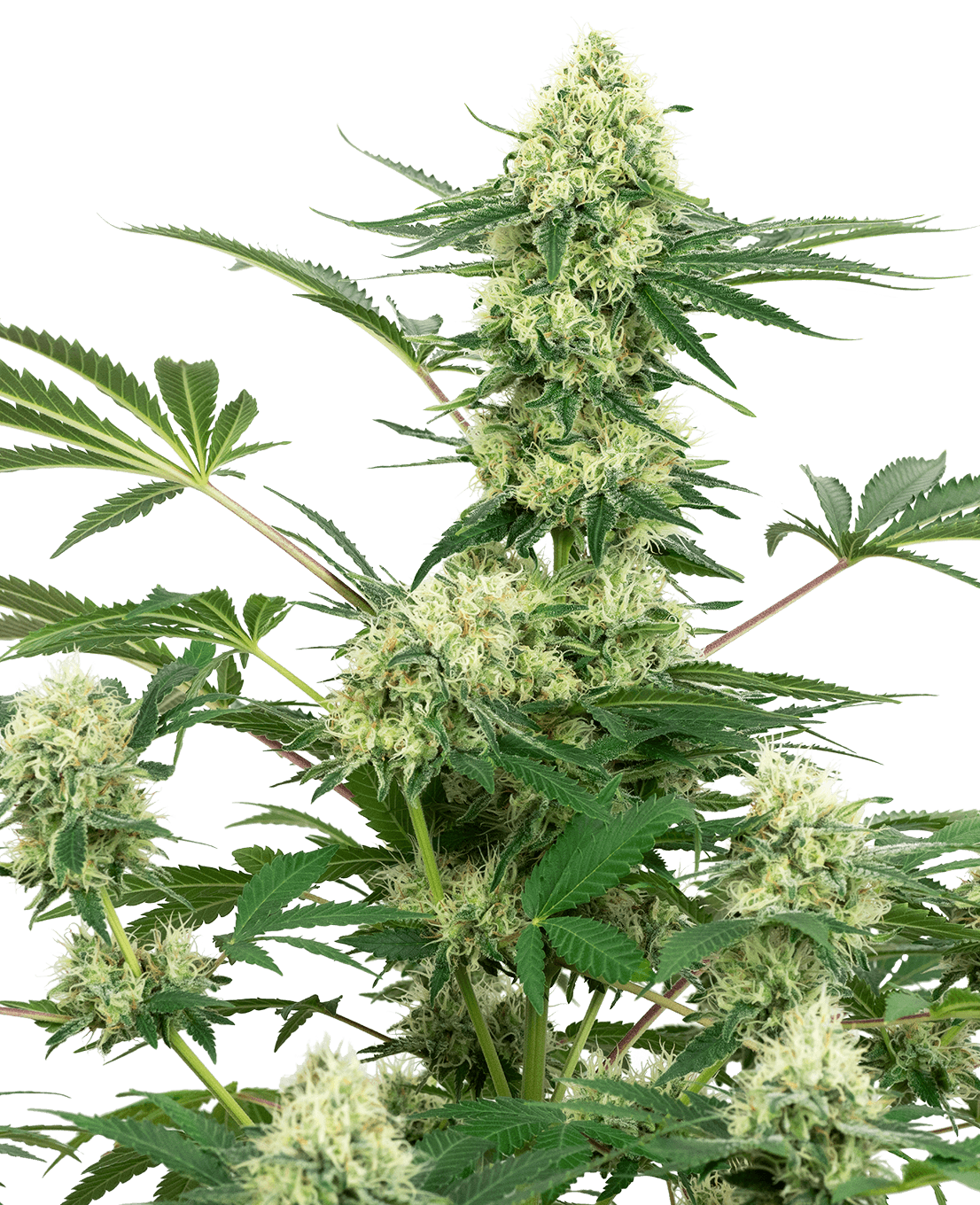 Wedding Cheesecake Feminized Seeds by White Label
