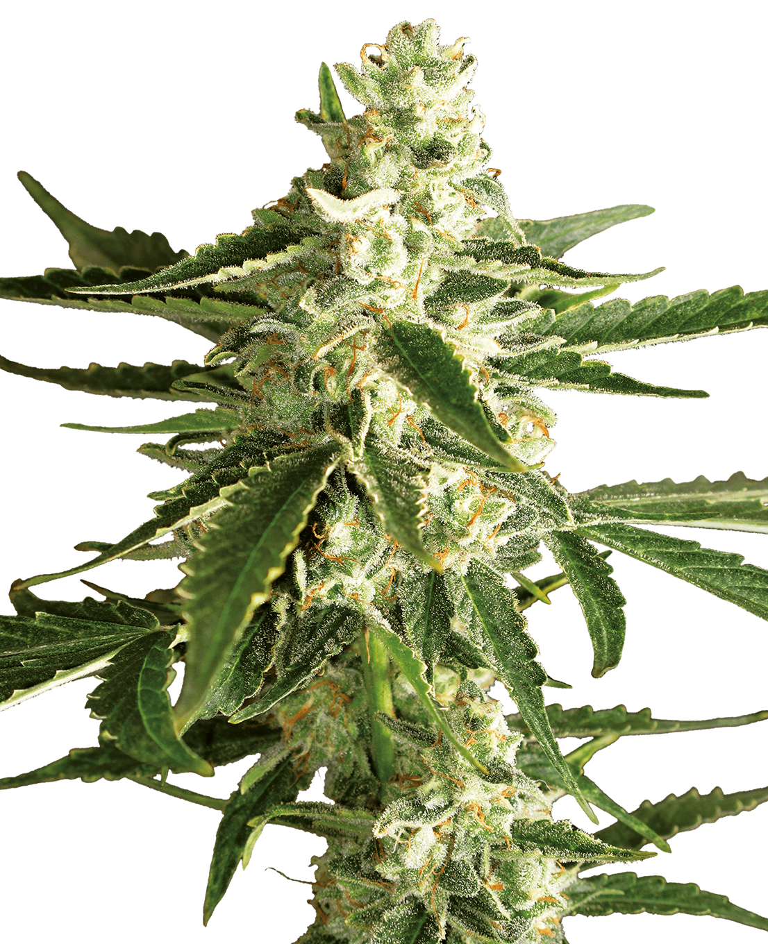 White Diesel Haze Automatic Seeds by White Label