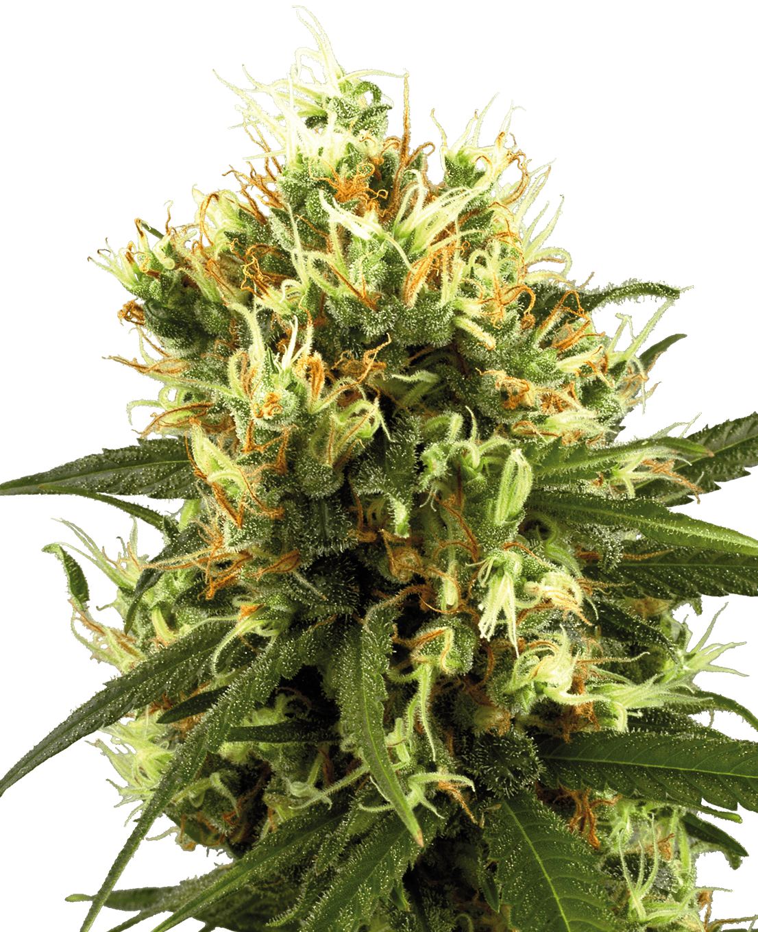 White Haze Automatic Seeds by White Label