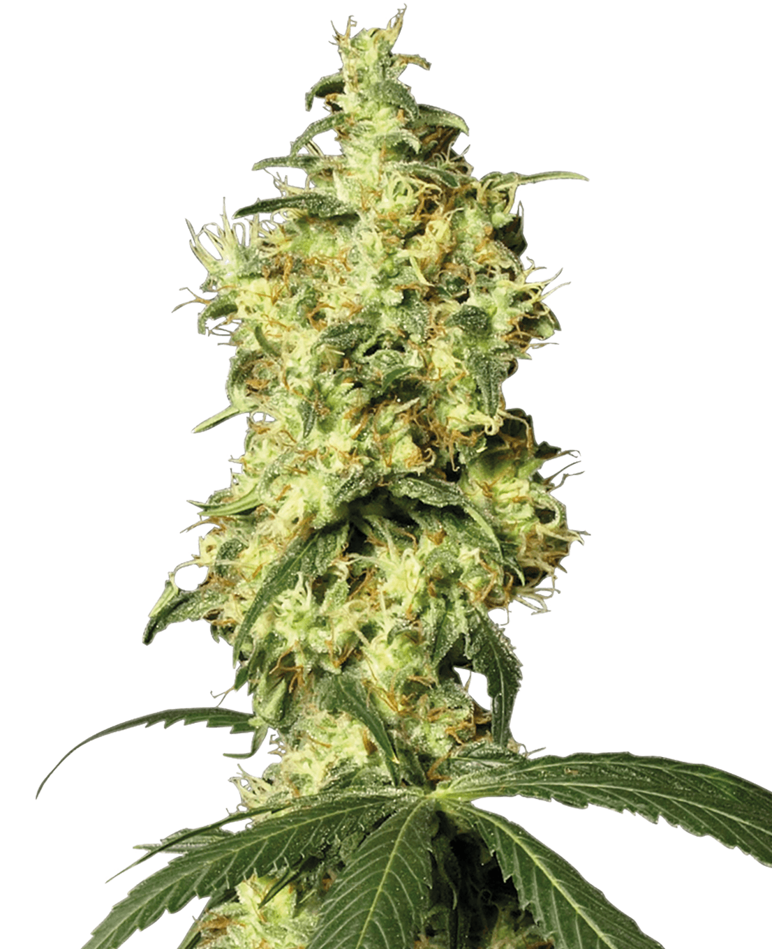 White Widow Automatic Seeds by White Label