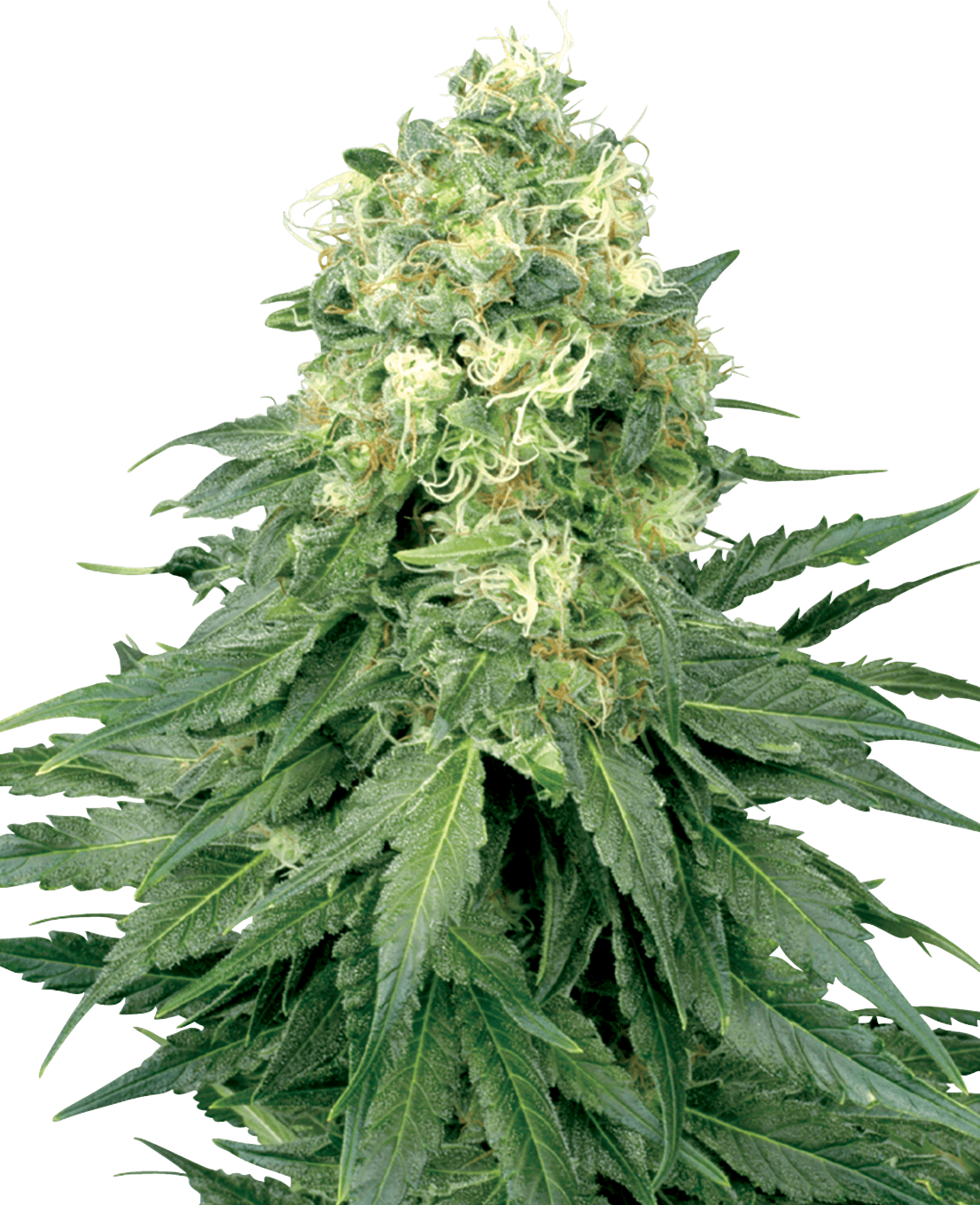 White Widow Feminized Seeds by White Label