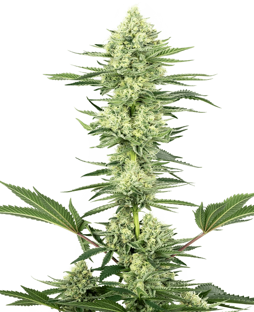 White Gorilla Haze Feminized Seeds by White Label