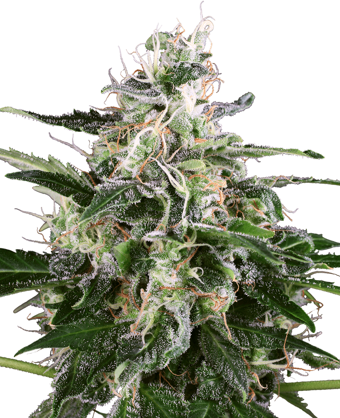 White Skunk Automatic Seeds by White Label
