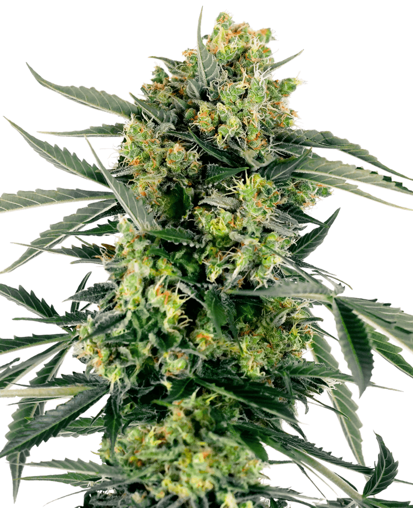 Blueberry Candiez Automatic Seeds