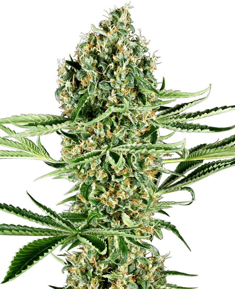 Critical Runtz Feminized Seeds