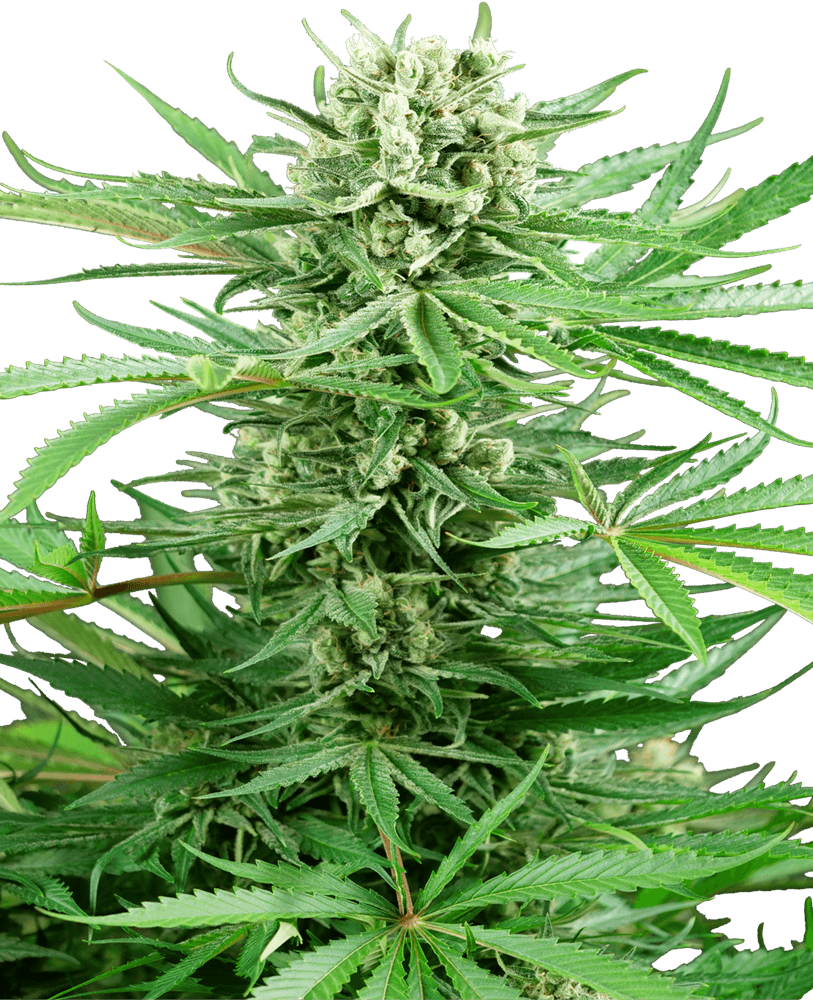 Papi Chulo OG Feminized Seeds