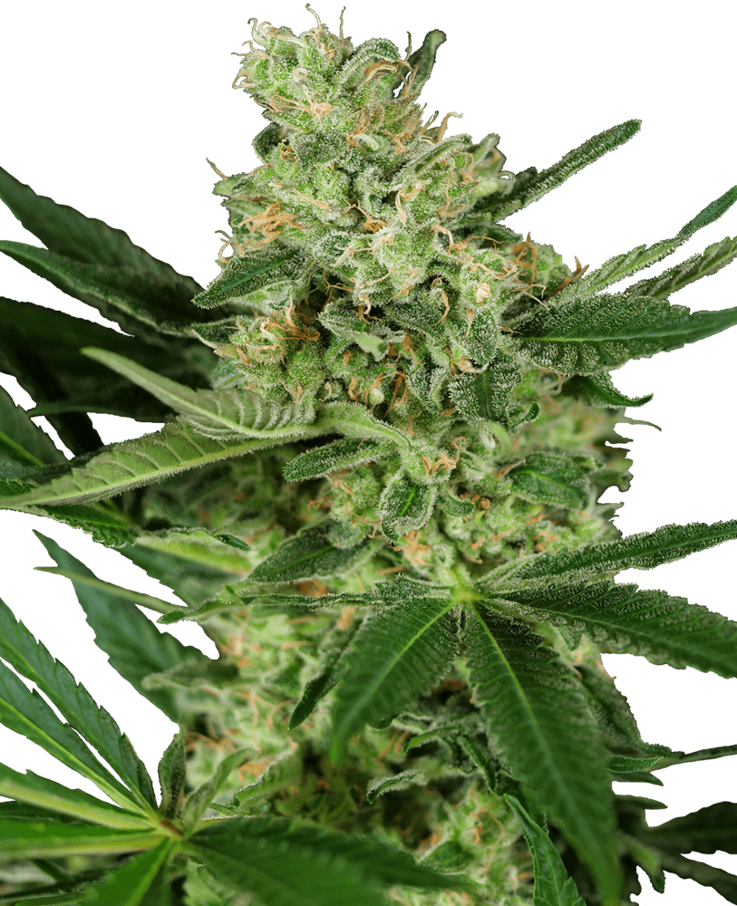 Pumpkin Spice Feminized Seeds