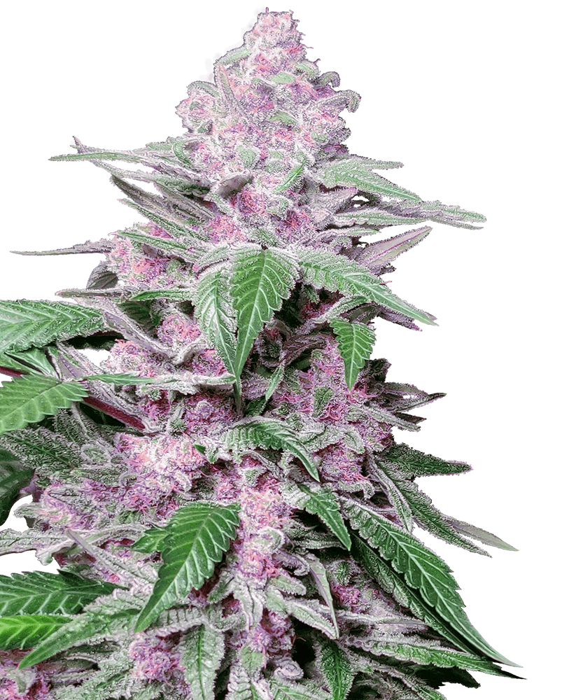 Purple Cookie Kush Feminized Seeds