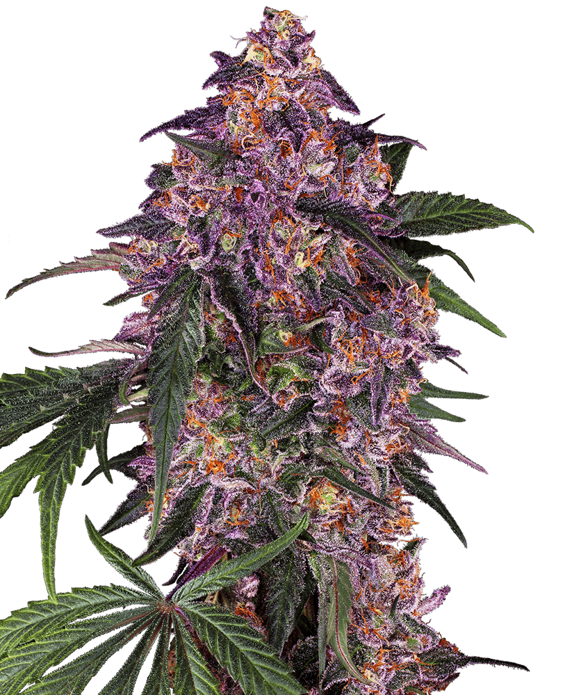 Sensi Purple Kush Feminized Seeds