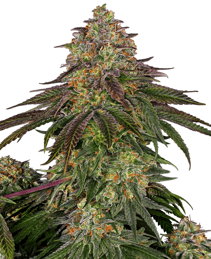 Sweet Cherry Kush Feminized Seeds