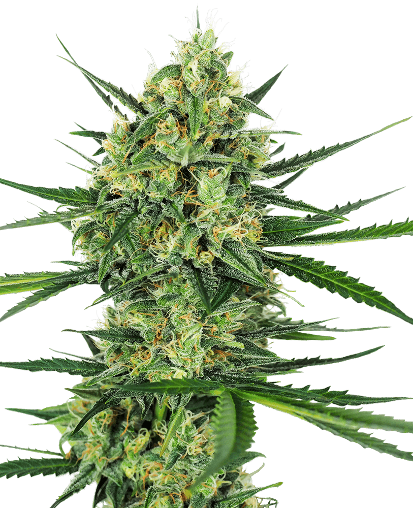 Tangerine Sugar Feminized Seeds