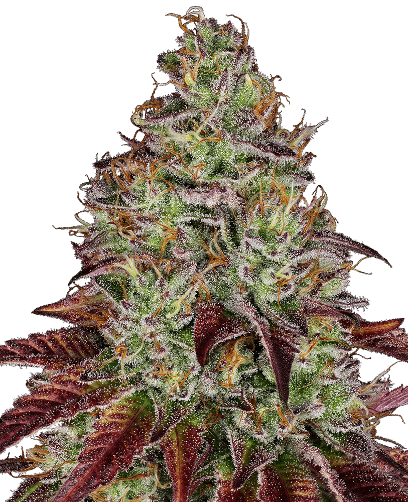 Tezla OG Feminized Seeds