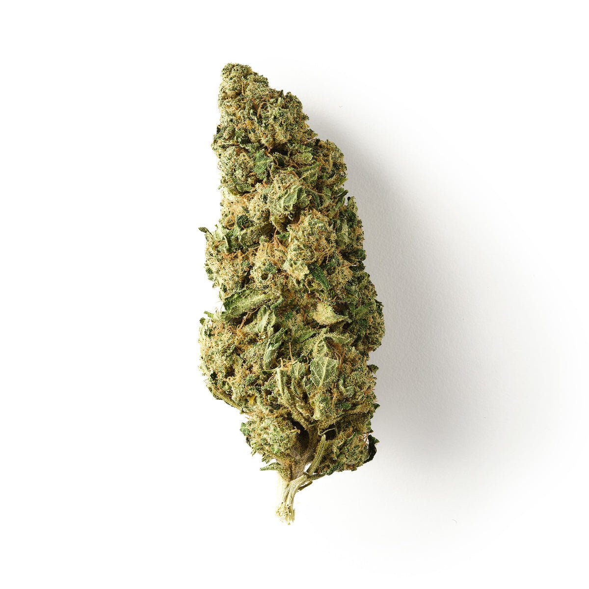 Chocolope | CBD Flower | Glasshouse + Light Support | 16% CBD