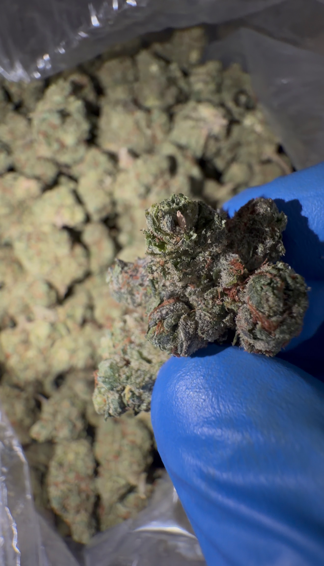 Garlic Gelato CBD Flower - Hash Caviars
