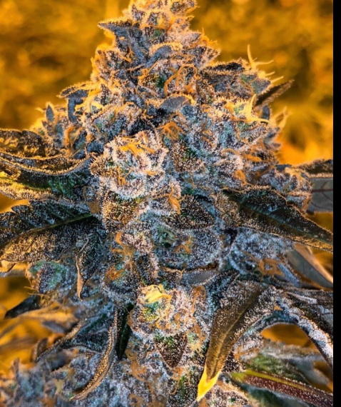 Seeds Junky Genetics CBD Flower - Hash Caviars